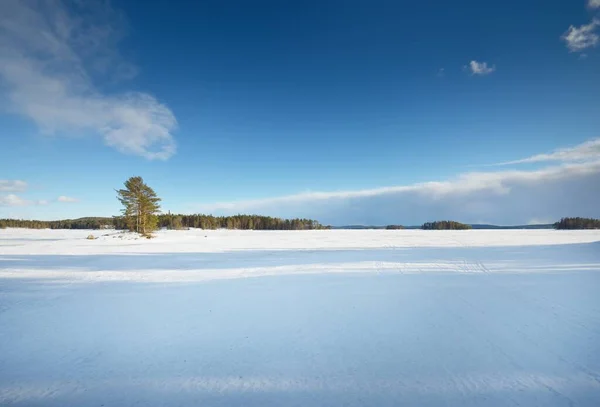 Fryst Sjö Och Tallskog Vid Solnedgången Isstruktur Dramatisk Stormig Blå — Stockfoto