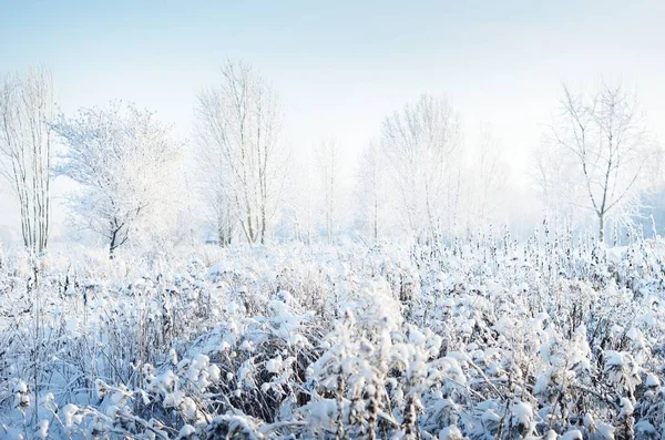 Waldboden Trockener Pflanzen Raureif Nahaufnahme Morgennebel Sonniger Wintertag Jahreszeiten Klimawandel — Stockfoto