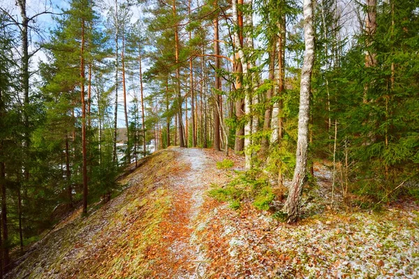 Sentier Travers Colline Enneigée Dans Une Forêt Mixte Conifères Pins — Photo