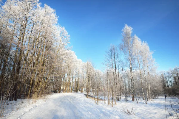 Birch and other deciduous trees on the snow-covered hill after a blizzard. Snowflakes, pure morning sunlight through the tree trunks. Clear blue sky. Winter wonderland. Idyllic winter scene. Finland