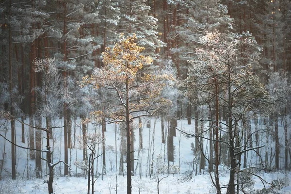 Genévrier Épicéa Pins Coucher Soleil Forêt Conifères Dans Une Brume — Photo