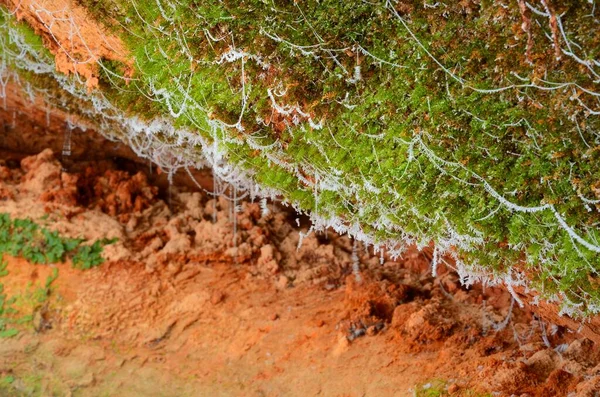 Cliff Arenito Laranja Com Muitas Plantas Verdes Close Água Congelada — Fotografia de Stock