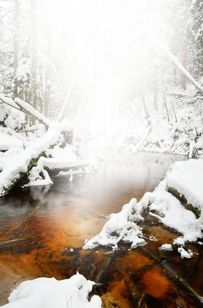 Picturesque scenery of the snow-covered pine forest and a small stream with crystal clear water. Idyllic rural landscape. Winter wonderland. Spruce trees close-up. Seasons, climate change, pure nature