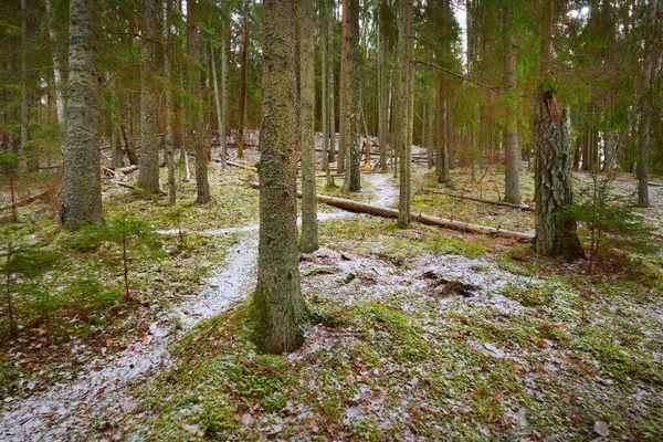 Camino Través Colina Cubierta Nieve Bosque Mixto Coníferas Pinos Verdes — Foto de Stock