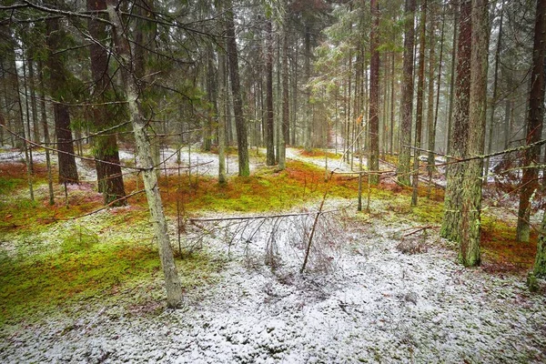 Pinheiro Perene Bétulas Musgosas Uma Névoa Branca Primeira Neve Floresta — Fotografia de Stock