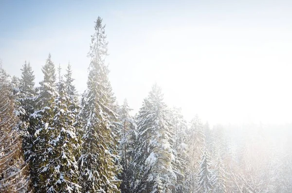 Aerial view of snow-covered pine forest in a morning haze at sunrise. Idyllic rural landscape. Winter wonderland. Spruce trees close-up. Seasons, climate change, pure nature, tourism