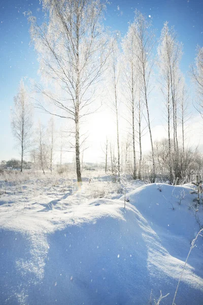 Brzozy Pokrytym Śniegiem Wzgórzu Zamieci Spadające Płatki Śniegu Poranne Światło — Zdjęcie stockowe