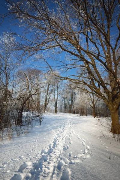 Caminho Através Antigo Parque Cidade Depois Uma Nevasca Troncos Árvores — Fotografia de Stock