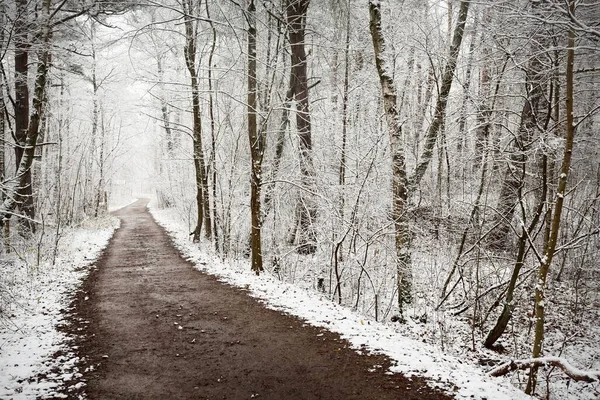 Stezka Venkovská Cesta Přes Věčně Zelený Les Sněhové Bouři Mohutné — Stock fotografie