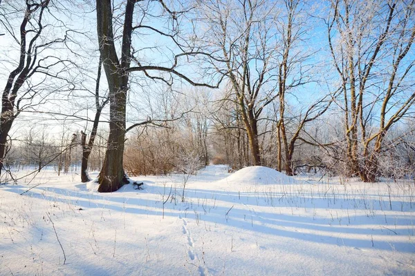 Sentier Travers Vieux Parc Ville Après Blizzard Grands Troncs Arbres — Photo