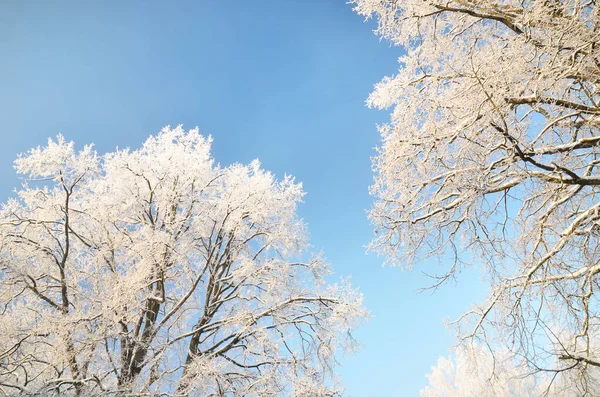 吹雪の後 澄んだ青い空に対する雪に覆われた木 木の枝 クローズアップで霜 冬の不思議の国 気候変動 自然背景 — ストック写真