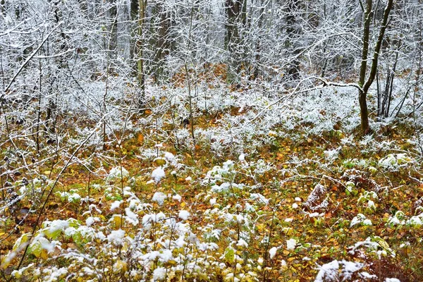 Arbres Feuilles Caduques Dans Givre Blanc Cristallin Sol Forestier Feuilles — Photo