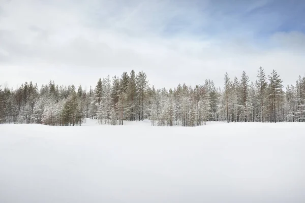 Campo Cubierto Nieve Bosque Coníferas Después Una Tormenta Nieve Cielo — Foto de Stock