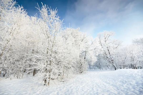 晴朗的日子里 可以看到覆盖着白雪的森林 旧城公园 的风景画 在霜冻特写中的树 冬天的仙境季节 气候变化 纯自然 — 图库照片