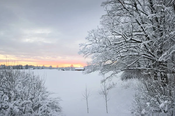 Panoramaudsigt Den Snedækkede Skov Landdistrikterne Gamle Traditionelle Landsted Baggrunden Episk - Stock-foto