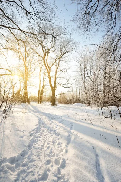 在一场暴风雪之后 低角的小径穿过旧城公园 高大的树干紧贴着 树枝上有白霜 新雪中的人类脚印 晴朗的蓝天 温暖的阳光拉脱维亚 — 图库照片