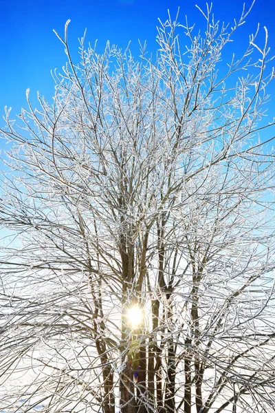 Tree Blizzard Hoar Frost Branches Pure Morning Sunlight Falling Snowflakes — Stock Photo, Image