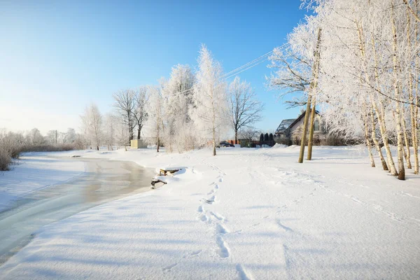 在暴风雪之后 一条冰冻的小河和高大的桦树在霜冻中 近在咫尺 新雪上的人类脚印 晴朗的冬日 温暖的阳光 拉脱维亚 — 图库照片