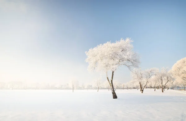 Picturesque panoramic view of the snow-covered forest (old city park) on a clear day. Lonely tree in hoarfrost close-up. Winter wonderland. Seasons, climate change, pure nature, ecology, environment