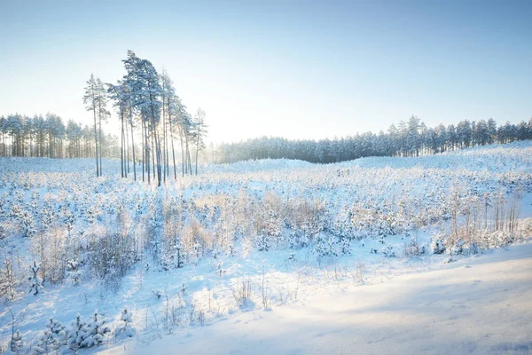 Lange Dennen Heuvel Kleine Jonge Dennenbomen Een Sneeuwstorm Bij Zonsopgang — Stockfoto