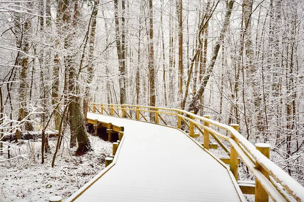 Chemin Moderne Bois Promenade Travers Forêt Feuilles Persistantes Après Blizzard — Photo