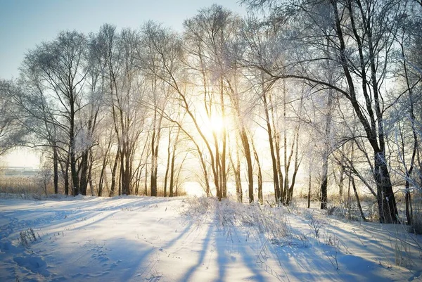 Arbres Enneigés Coucher Soleil Soleil Doré Soir Travers Les Troncs — Photo