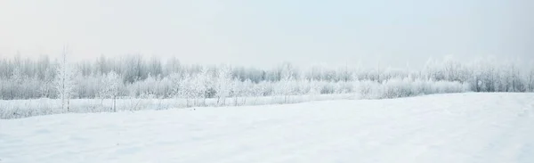 Pittoresca Vista Panoramica Sulla Foresta Innevata Vecchio Parco Cittadino Una — Foto Stock