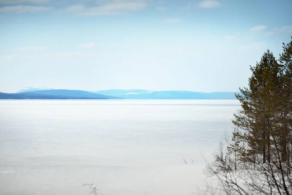 Junge Kiefern Und Ein Zugefrorener See Nach Einem Schneesturm Einem — Stockfoto