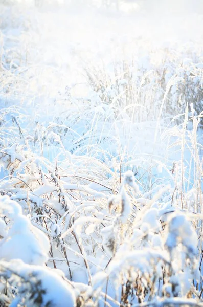 Waldboden Trockener Pflanzen Raureif Nahaufnahme Morgennebel Sonniger Wintertag Jahreszeiten Klimawandel — Stockfoto