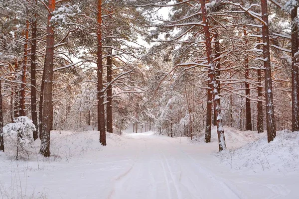 日没の雪に覆われた常緑樹林の大気中の風景 純粋な太陽の光 強大な松 トウヒの木 冬の不思議の国 生態系 地球温暖化 エコツーリズム クリスマス休暇 — ストック写真