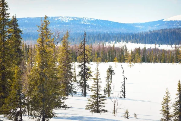 Jeunes Pins Lac Gelé Après Blizzard Par Temps Clair Des — Photo