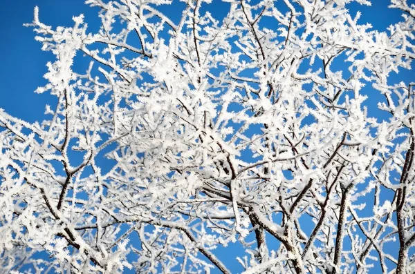 吹雪の後 澄んだ青い空に対する雪に覆われた木 木の枝 クローズアップで霜 冬の不思議の国 気候変動 自然背景 — ストック写真