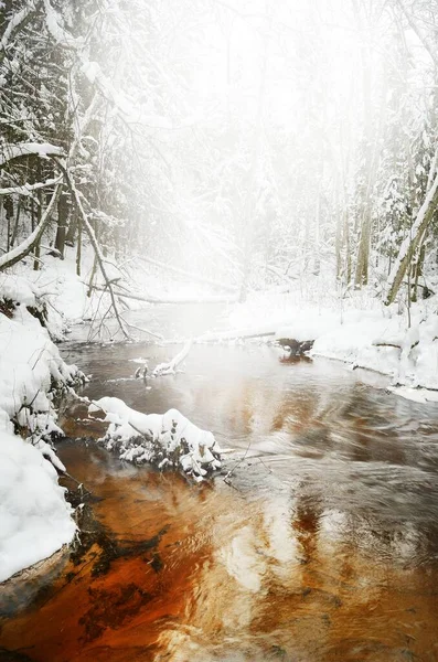 Pintoresco Paisaje Del Bosque Pinos Cubierto Nieve Pequeño Arroyo Con —  Fotos de Stock