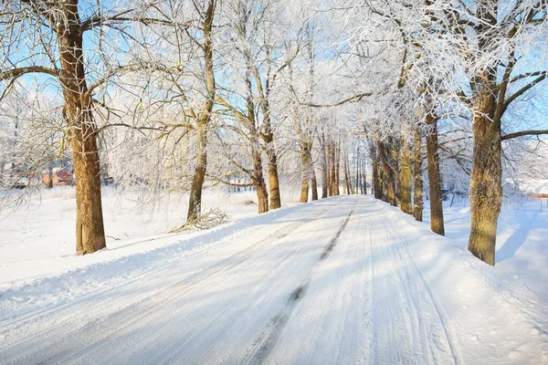 Een Lege Met Sneeuw Bedekte Steeg Door Hoge Ijzige Bomen — Stockfoto