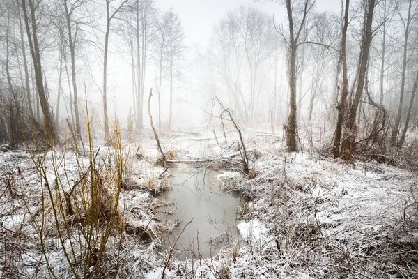 První Sníh Lese Finsko Malá Zamrzlá Řeka Tmavé Siluety Stromů — Stock fotografie