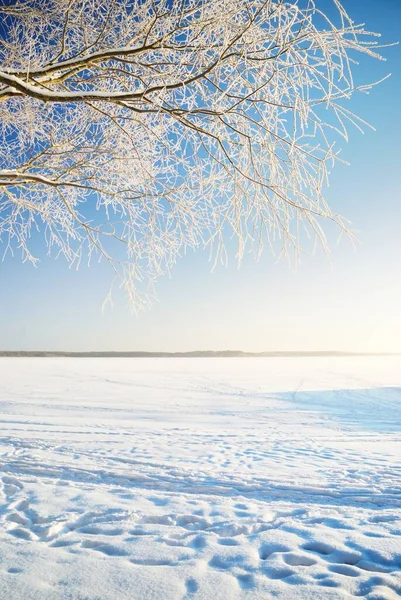Lago Floresta Congelado Dia Ensolarado Árvores Hoarfrost Esqui Trilhas Humanas — Fotografia de Stock