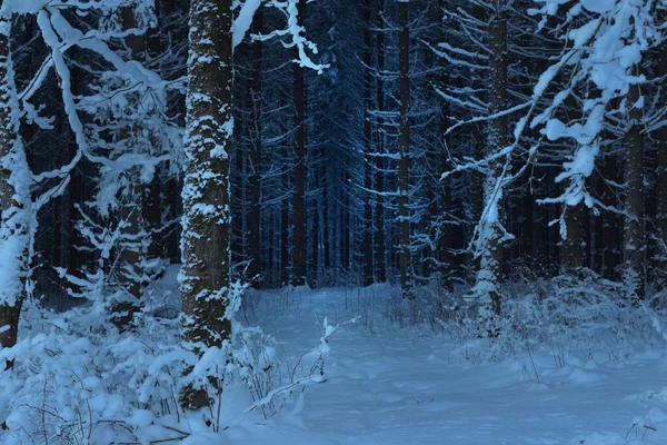 Paisaje Atmosférico Oscuro Bosque Siempreverde Cubierto Nieve Atardecer Misteriosa Luz — Foto de Stock