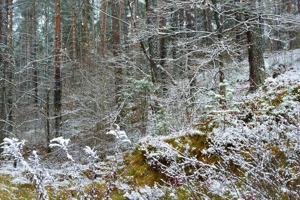 Árvores Caducas Uma Geada Cristal Branco Neve Fresca Chão Início — Fotografia de Stock