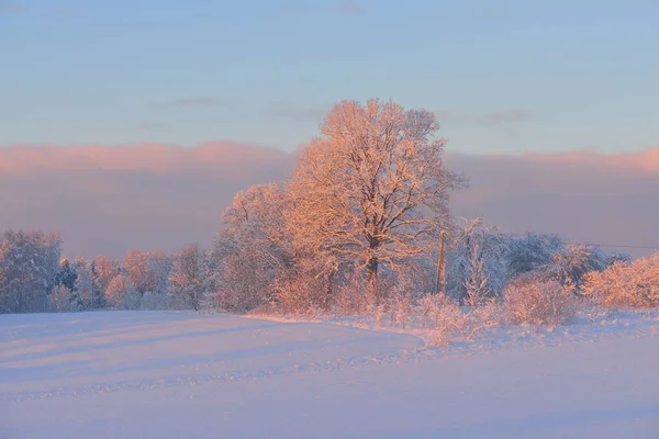 Atmosphärische Landschaft Aus Schneebedeckten Wäldern Bei Sonnenuntergang Reines Sonnenlicht Raureif — Stockfoto