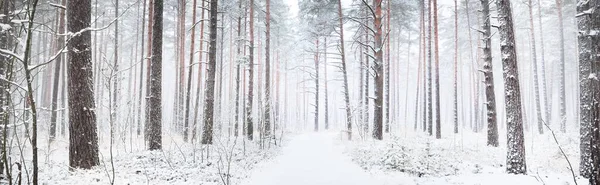 在暴风雪中穿过白雪覆盖的松树林的一条小路 强大的常绿树特写 全景景观 田园诗般的乡村风景 冬天的仙境纯自然 气候变化 — 图库照片