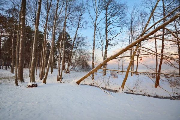 Foresta Vicino Alla Costa Del Mar Baltico Innevata Tramonto Nuvole — Foto Stock