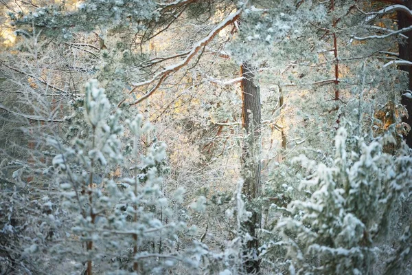 雪の夕日 クローズアップでトウヒの木のフレームに松の覆われた 吹雪の後の針葉樹林 太陽は木の幹を通して輝く光線 冬の不思議の国 フィンランド — ストック写真