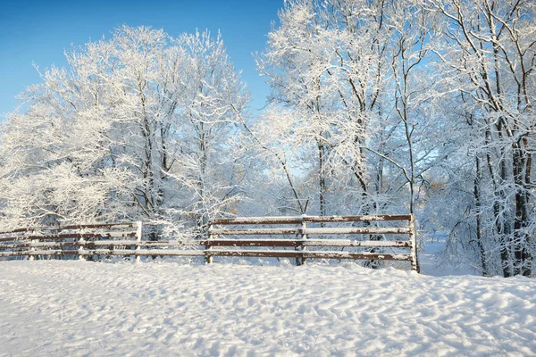新鮮な雪の中で木や車のトラック クローズアップで霜を運ぶ 吹雪の後の晴れた冬の日 真っ青な空 クリスマス休暇 レクリエーションのテーマ ゴーヤ国立公園 シグルダ ラトビア — ストック写真