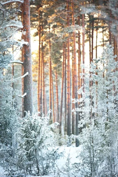 日没時に針葉樹林の松 トウヒ ジュニパーと白樺の木の壁 木の幹を通して輝く黄金の夜の日差し 冬の不思議の国 フィンランド — ストック写真
