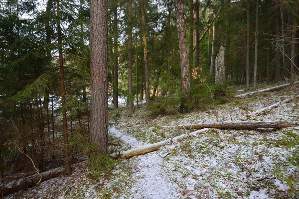 Caminho Através Colina Coberta Neve Uma Floresta Coníferas Mistas Pinheiros — Fotografia de Stock