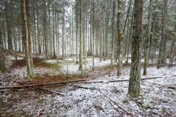 Immergrüne Kiefern Und Moosbewachsene Birken Weißen Nebel Erster Schnee Wald — Stockfoto
