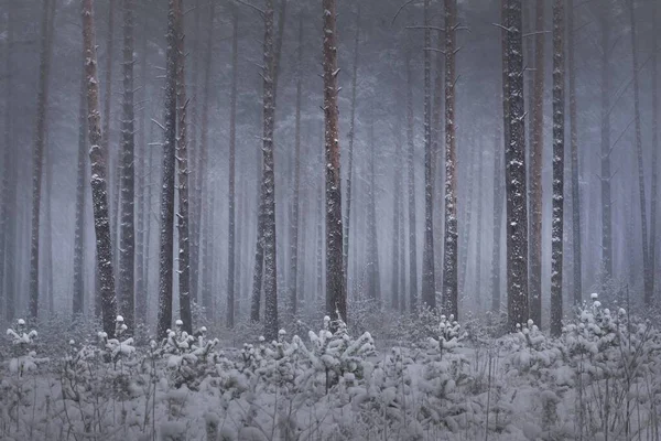 暴风雪中覆盖着白雪覆盖的松树林 强大的常绿树特写 黑暗的大气景观 田园诗般的乡村风景 冬天的仙境全景风景 纯自然 气候变化 — 图库照片