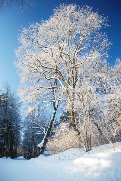 Deciduous tree covered with crystal clear hoarfrost. Idyllic landscape. Clear blue sky. Winter wonderland. Nature, climate change, ecology, environmental conservation