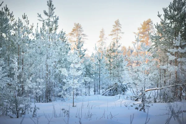 Τζούνιπερ Έλατο Και Πεύκα Ηλιοβασίλεμα Κωνοφόρο Δάσος Μετά Από Χιονοθύελλα — Φωτογραφία Αρχείου