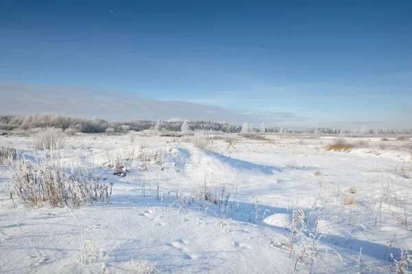 Berk Andere Loofbomen Besneeuwde Heuvel Een Sneeuwstorm Sneeuwvlokken Puur Ochtendzonlicht — Stockfoto